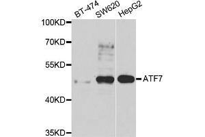 Western blot analysis of extracts of various cell lines, using ATF7 antibody (ABIN5975307) at 1/1000 dilution. (AFT7 anticorps)