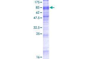 Image no. 1 for Solute Carrier Family 7 (Amino Acid Transporter, L-Type), Member 8 (SLC7A8) (AA 1-535) protein (GST tag) (ABIN1320533)