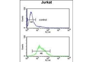 ZBTB2 Antibody (C-term) (ABIN390710 and ABIN2840992) flow cytometric analysis of Jurkat cells (bottom histogram) compared to a negative control cell (top histogram).
