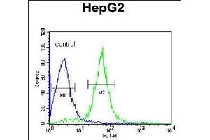 AIFM2 Antibody (C-term) (ABIN650623 and ABIN2846510) flow cytometric analysis of HepG2 cells (right histogram) compared to a negative control cell (left histogram). (AIFM2 anticorps  (C-Term))