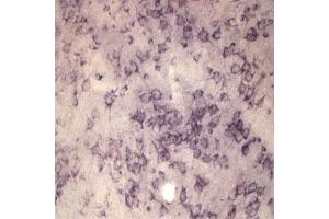 IHC on rat brain using Rabbit antibody to extracellular, N-terminal part of Sortilin (Neurotensin receptor 3, NTR3, Sort1): IgG  at a concentration of 10 µg/ml. (Sortilin 1 anticorps)