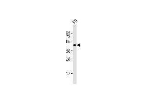 Anti-Pou5f1 Antibody (N-term)at 1:2000 dilution + F9 whole cell lysates Lysates/proteins at 20 μg per lane.