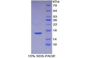 SDS-PAGE (SDS) image for Interleukin 16 (IL16) (AA 1203-1332) protein (His tag) (ABIN1878107)