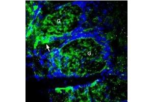 Expression of Zinc transporter 1 in rat olfactory bulb - Immunohistochemical staining of perfusion-fixed frozen rat brain sections using Anti-ZnT1 (SLC30A1) Antibody (ABIN7043714, ABIN7045352 and ABIN7045353), (1:300), followed by goat anti-rabbit-AlexaFluor-488 antibody.