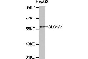 Western blot analysis of extracts of HepG2 cell line, using SLC1A1 antibody. (SLC1A1 anticorps)