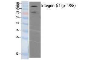 Western Blot analysis of HeLa extracts of mitotic cells generated by treatment with Phospho-ITGB1 (Thr788) Polyclonal Antibody (ITGB1 anticorps  (pThr788))
