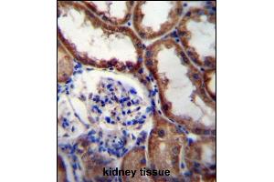 WNT16 Antibody (C-term) (ABIN657146 and ABIN2846282) immunohistochemistry analysis in formalin fixed and paraffin embedded human kidney tissue followed by peroxidase conjugation of the secondary antibody and DAB staining. (WNT16 anticorps  (C-Term))