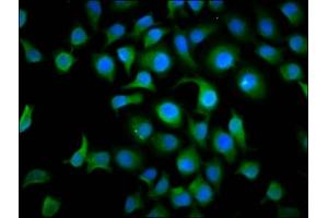 Immunofluorescence staining of A549 cells with ABIN7172685 at 1:166, counter-stained with DAPI.