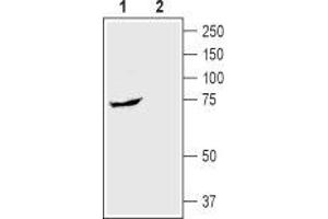 Western blot analysis of rat small intestine lysate: - 1. (SLC5A1 anticorps  (Extracellular, N-Term))