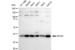 Western blotting analysis using STUB1 antibody (ABIN7800441). (Recombinant STUB1 anticorps)