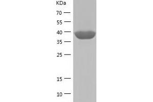 Western Blotting (WB) image for Apolipoprotein B mRNA Editing Enzyme, Catalytic Polypeptide-Like 4 (Putative) (APOBEC4) (AA 1-367) protein (His-IF2DI Tag) (ABIN7121867)
