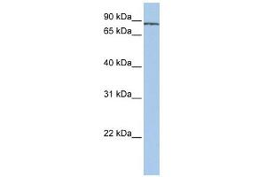 SF3A1 antibody used at 1 ug/ml to detect target protein. (SF3A1 anticorps  (N-Term))