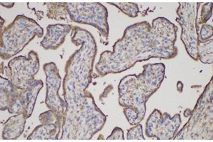 Immunohistochemistry of paraffin-embedded Human placenta using ANXA5 Polycloanl Antibody at dilution of 1:150 (Annexin V anticorps)