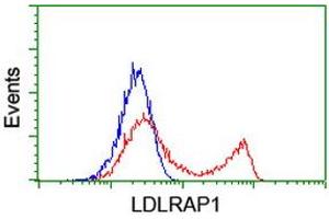 HEK293T cells transfected with either RC206643 overexpress plasmid (Red) or empty vector control plasmid (Blue) were immunostained by anti-LDLRAP1 antibody (ABIN2455231), and then analyzed by flow cytometry. (LDLRAP1 anticorps)