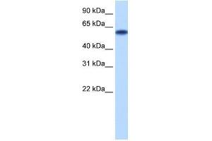 Transfected 293T; WB Suggested Anti-ZNF394 Antibody Titration: 0. (ZNF394 anticorps  (N-Term))