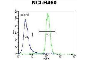 Flow cytometric analysis of NCI-H460 cells using LETM2 Antibody (N-term) Cat. (LETM2 anticorps  (N-Term))