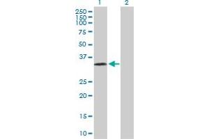 Western Blot analysis of PRSS8 expression in transfected 293T cell line by PRSS8 MaxPab polyclonal antibody. (PRSS8 anticorps  (AA 1-343))
