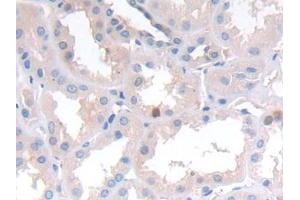 Detection of NCAD in Human Kidney Tissue using Polyclonal Antibody to N-cadherin (NCAD) (N-Cadherin anticorps  (AA 685-784))