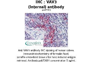 Image no. 2 for anti-Vav 3 Oncogene (VAV3) (Internal Region) antibody (ABIN1740680) (VAV3 anticorps  (Internal Region))