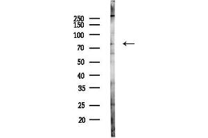 anti-Frizzled Family Receptor 6 (FZD6) (C-Term) antibody