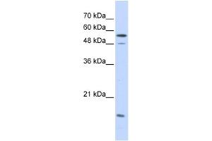 WB Suggested Anti-KPNA2 Antibody Titration: 0. (KPNA2 anticorps  (Middle Region))