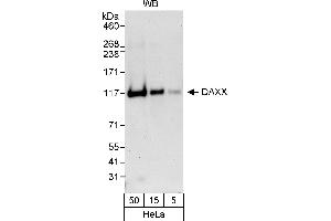 Western Blotting (WB) image for anti-Death-Domain Associated Protein (DAXX) (AA 466-516) antibody (ABIN7453071)