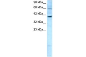 Western Blotting (WB) image for anti-Kinesin Family Member 25 (KIF25) antibody (ABIN2460842) (KIF25 anticorps)