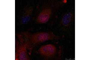 Immunofluorescence staining of methanol-fixed Hela cells using JunD(Ab-255) Antibody.