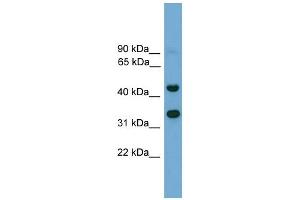 WB Suggested Anti-Foxi2 Antibody Titration:  0. (FOXI2 anticorps  (N-Term))