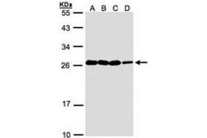 Image no. 1 for anti-Hematological and Neurological Expressed 1 (HN1) (AA 1-176) antibody (ABIN467491) (HN1 anticorps  (AA 1-176))