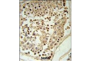 GDHS Antibody (Center) 8610c IHC analysis in formalin fixed and paraffin embedded testis tissue followed by peroxidase conjugation of the secondary antibody and DAB staining. (GAPDHS anticorps  (AA 104-134))
