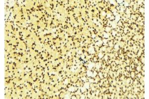 ABIN6276310 at 1/100 staining Human gastric tissue by IHC-P.