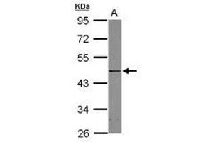 Image no. 1 for anti-YY1 Transcription Factor (YY1) (AA 91-384) antibody (ABIN1501791) (YY1 anticorps  (AA 91-384))
