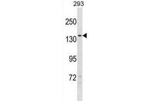 NPC1L1 Antibody (N-term) (ABIN1881583 and ABIN2839095) western blot analysis in 293 cell line lysates (35 μg/lane). (NPC1L1 anticorps  (N-Term))
