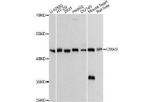 Western blot analysis of extracts of various cell lines, using CMAS Antibody. (CMAS anticorps  (AA 1-263))