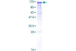 Image no. 1 for Protocadherin gamma Subfamily C, 4 (PCDHGC4) (AA 1-871) protein (GST tag) (ABIN1314282)