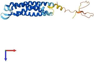 AlphaFold protein structure predicition of Mouse Recombinant Syngr3 Protein, UniprotID Q8R191