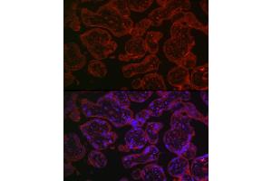 Immunofluorescence analysis of human placenta using CD55 Rabbit pAb1 (ABIN3021784, ABIN3021785, ABIN3021786 and ABIN6215890) at dilution of 1:150 (40x lens). (CD55 anticorps  (AA 40-300))