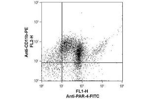 Cell surface detection of PAR-4 in human neutrophil-like differentiated promyelocytic leukemia HL-60 cells - HL-60 cells were induced to differentiate into a mature neutrophil-like phenotype by incubation with dimethyl sulfoxide (DMSO) (1.