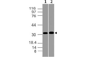 Image no. 1 for anti-Msh Homeobox 1 (MSX1) antibody (ABIN5027732) (MSX1 anticorps)