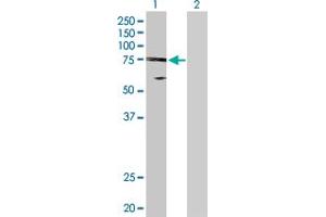 Western Blot analysis of UBE2O expression in transfected 293T cell line by UBE2O MaxPab polyclonal antibody. (UBE2O anticorps  (AA 1-741))