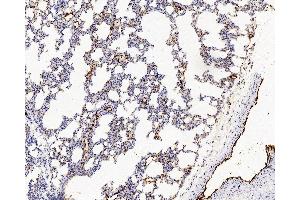 Immunohistochemistry analysis of paraffin-embedded Rat lung using VWF Polyclonal Antibody at dilution of 1:500. (VWF anticorps)