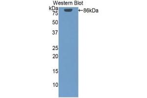 Detection of Recombinant HSP90aA1, Human using Polyclonal Antibody to Heat Shock Protein 90 kDa Alpha A1 (HSP90aA1) (HSP90AA1 anticorps  (AA 698-732))
