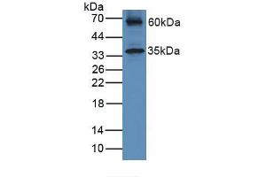 Western blot analysis of Mouse Heart Tissue. (HFE2 anticorps  (AA 41-386))