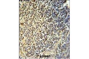 NR5A1 Antibody (N-term) (ABIN651299 and ABIN2840177) IHC analysis in formalin fixed and paraffin embedded human spleen tissue followed by peroxidase conjugation of the secondary antibody and DAB staining. (NR5A1 anticorps  (N-Term))