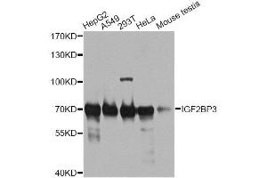 Western blot analysis of extracts of various cell lines, using IGF2BP3 antibody.