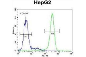 Flow cytometric analysis of HepG2 cells using KIAA0090 Antibody (C-term) Cat.