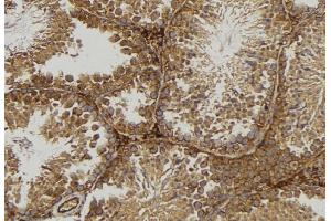 ABIN6277080 at 1/100 staining Mouse testis tissue by IHC-P. (NCF4 anticorps  (C-Term))