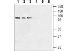 Western blot analysis of human prostate carcinoma cell lines (LNCaP (lanes 1 and 4), DU145 (lanes 2 and 5), PC-3 (lanes 3 and 6) lysates: - 1-3. (TRPV6 anticorps  (1st Extracellular Loop))