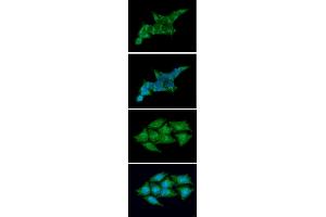 ICC/IF analysis of REXO2 in 293T cells line, stained with DAPI (Blue) for nucleus staining and monoclonal anti-human REXO2 antibody (1:100) with goat anti-mouse IgG-Alexa fluor 488 conjugate (Green). (REXO2 anticorps)